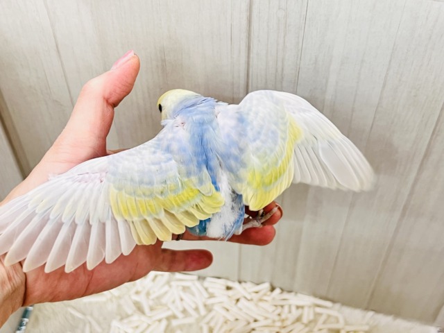 世話好きの甘えん坊💕宝石の様な美しさ💎セキセイインコのパステルレインボー セキセイインコ