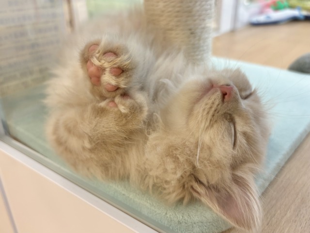 コミカルな動きに魅了〜♥ミヌエットくん! ミヌエット
