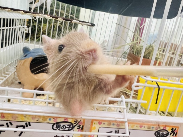画像更新☆きゅるるん♡可愛すぎ〜るデグー(サンド)の男の子! デグー
