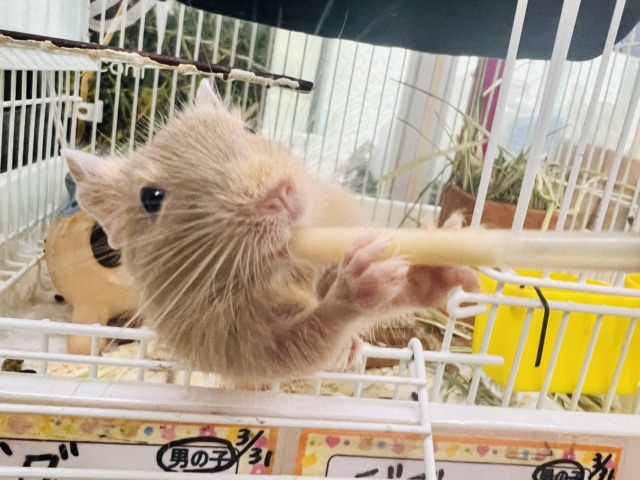 画像更新☆きゅるるん♡可愛すぎ〜るデグー(サンド)の男の子! デグー