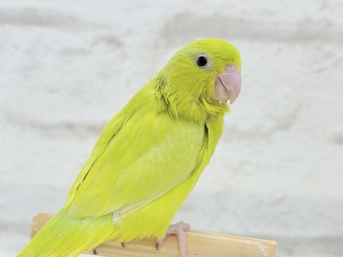 【最新画像・動画更新🪄ひとり餌になりました☆】大食い女王の座は譲らないっ🐣👑マメルリハ(アメリカンイエロー) 女の子 ヒナ マメルリハ
