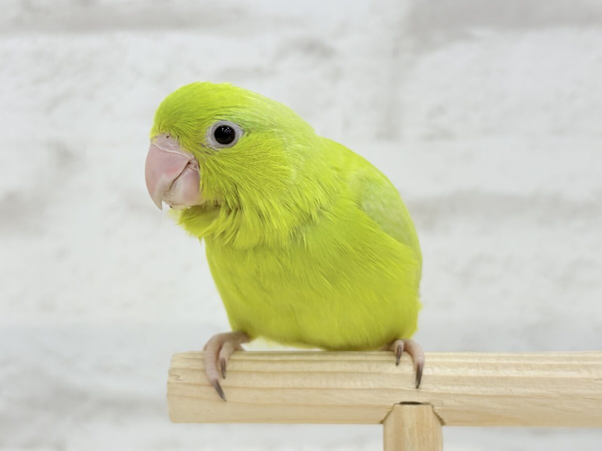 マメルリハ