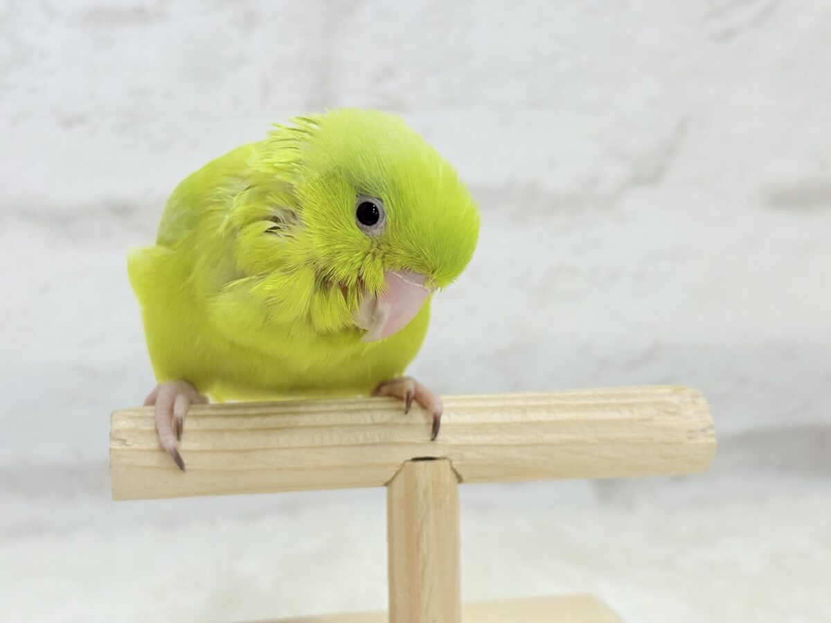 【最新画像・動画更新🪄ひとり餌になりました☆】大食い女王の座は譲らないっ🐣👑マメルリハ(アメリカンイエロー) 女の子 ヒナ マメルリハ