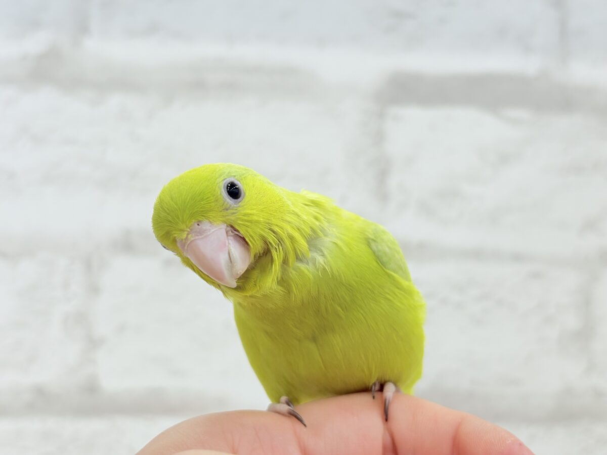 【最新画像・動画更新🪄ひとり餌になりました☆】大食い女王の座は譲らないっ🐣👑マメルリハ(アメリカンイエロー) 女の子 ヒナ マメルリハ