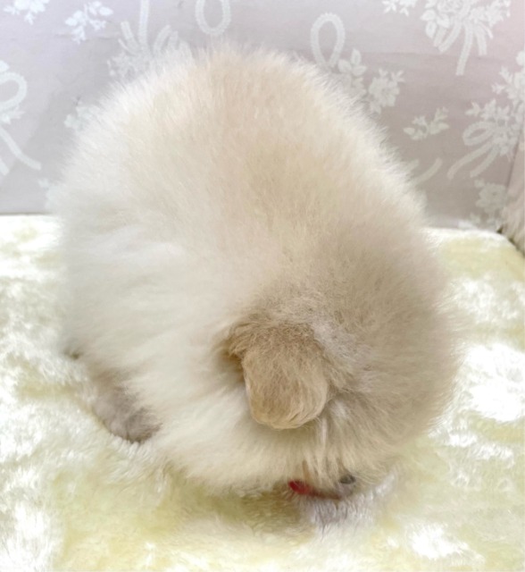 ポメラニアン