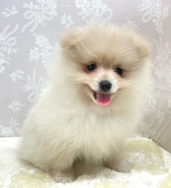 ポメラニアン