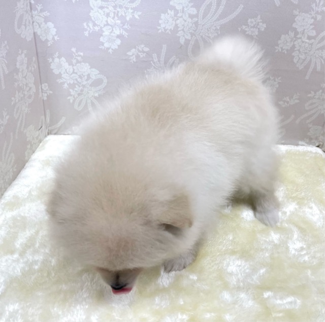 ポメラニアン