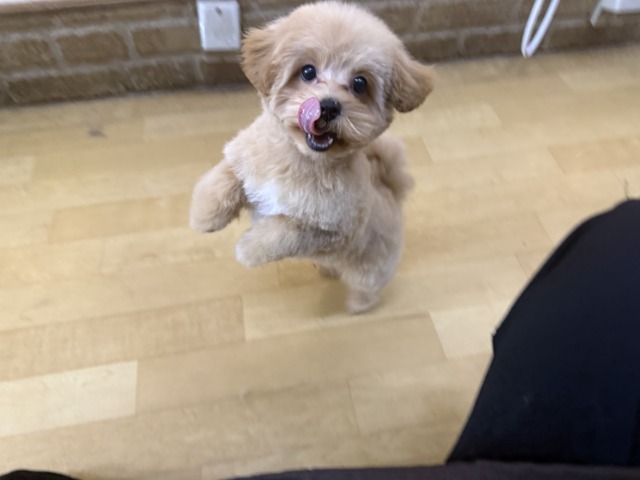 マルプー