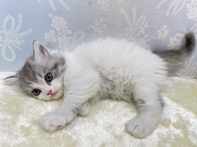 スコティッシュフォールド