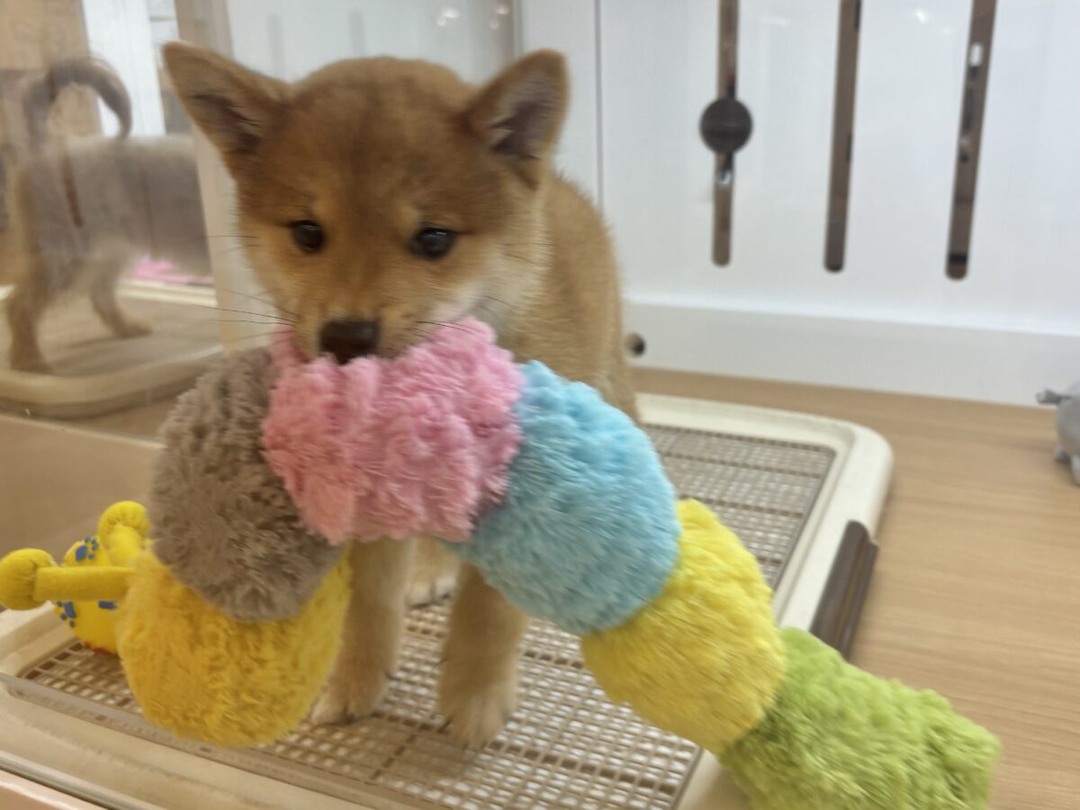 柴犬