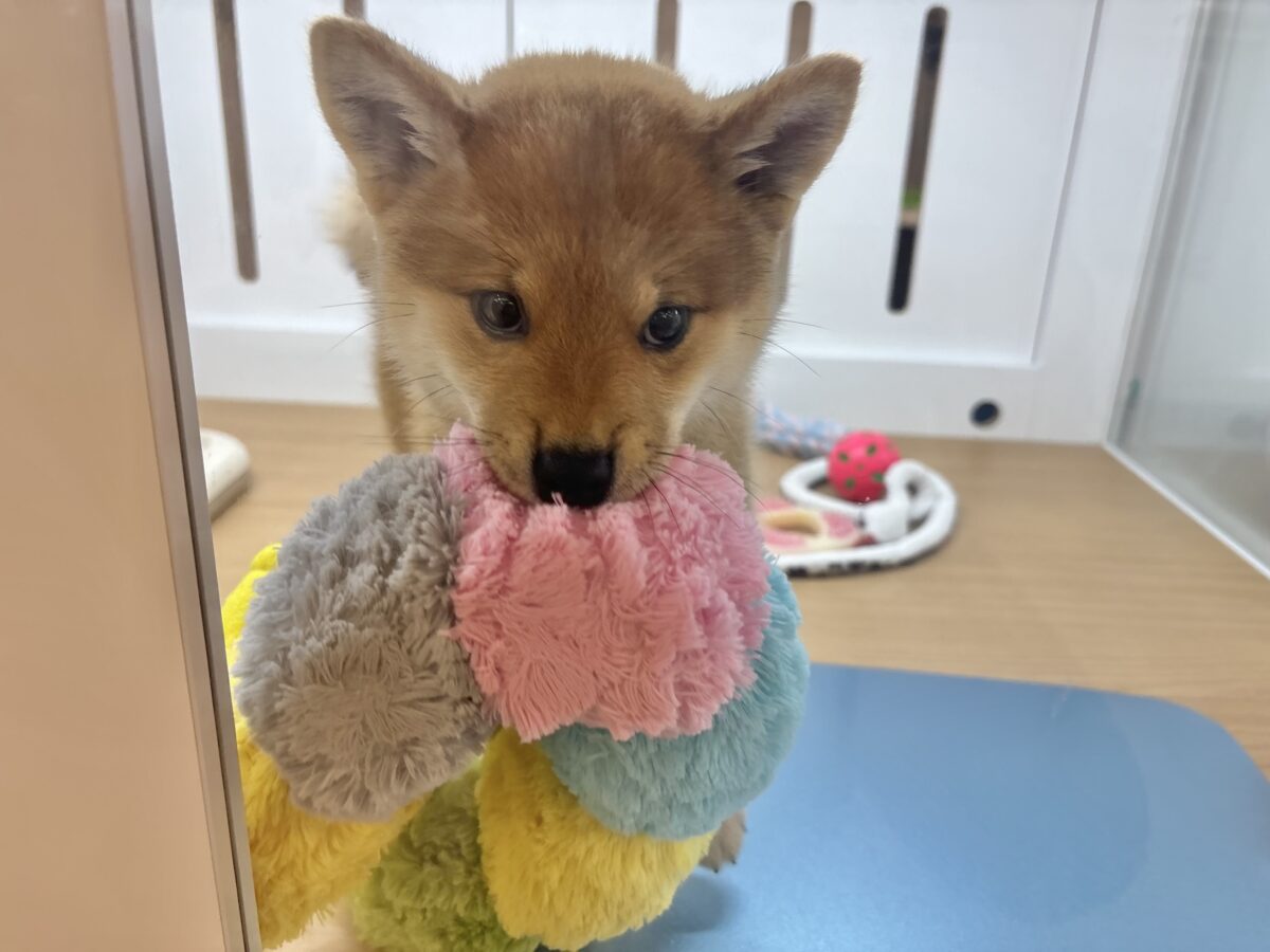柴犬