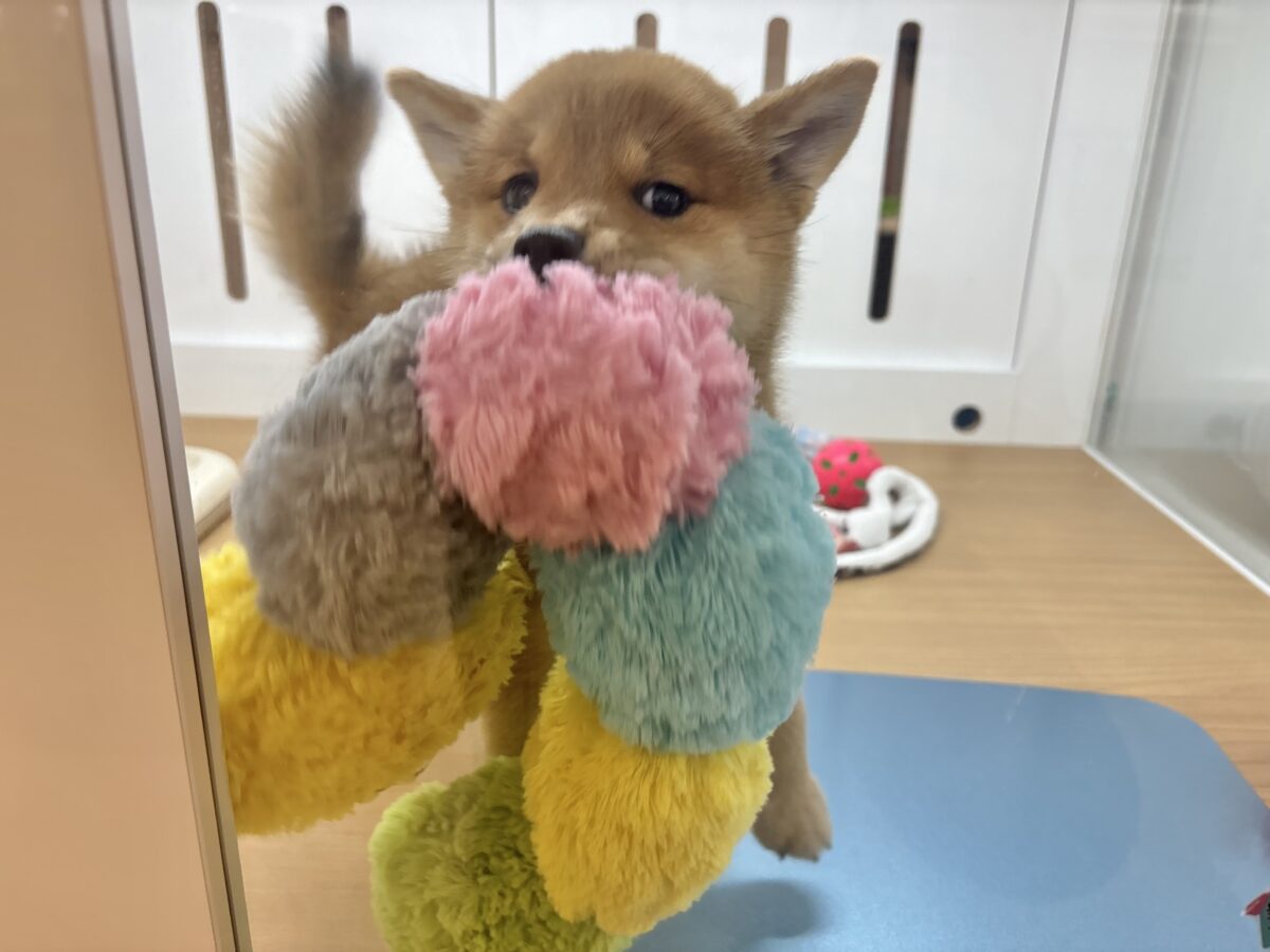 柴犬