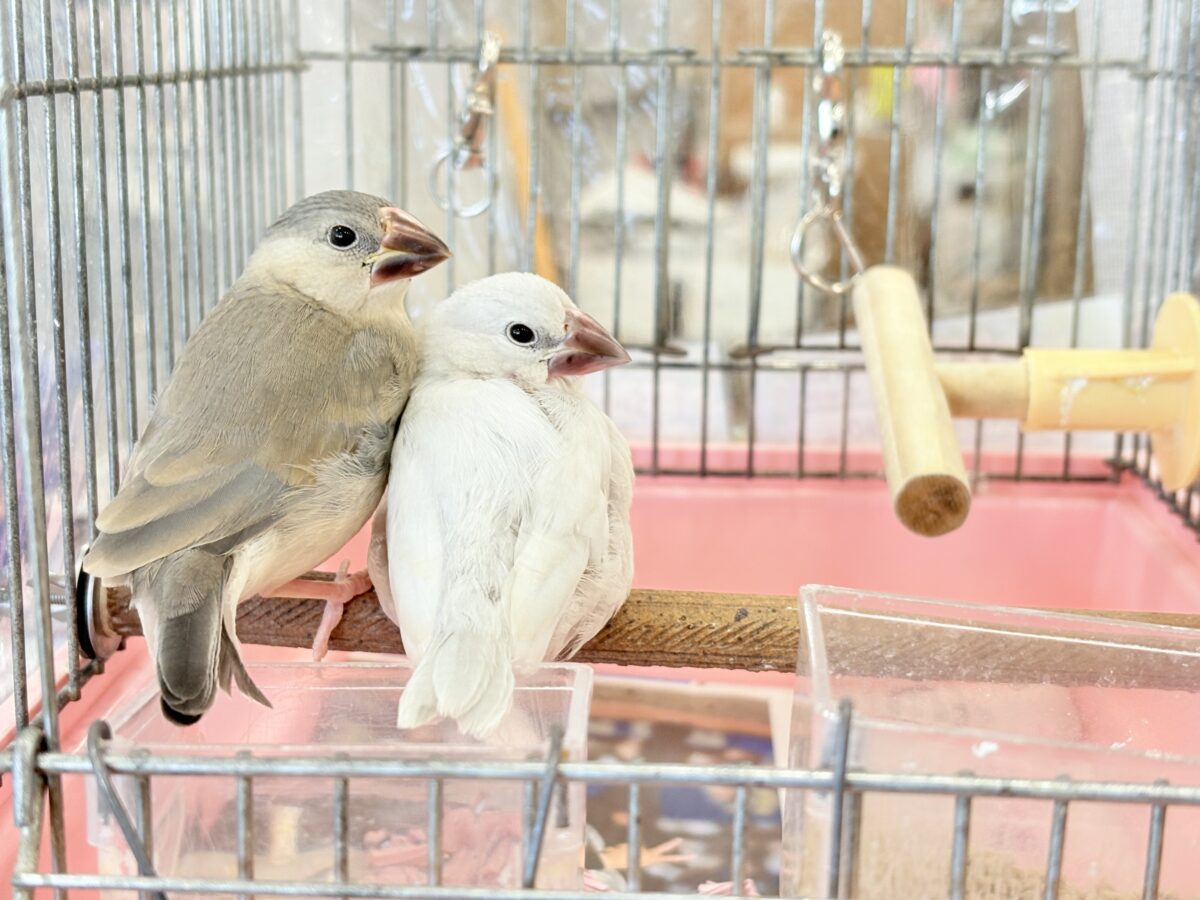 【最新画像更新🪄ひとり餌になりました☆】きらきらおめめに映る世界🐣🫧桜文鳥 ヒナ 桜文鳥