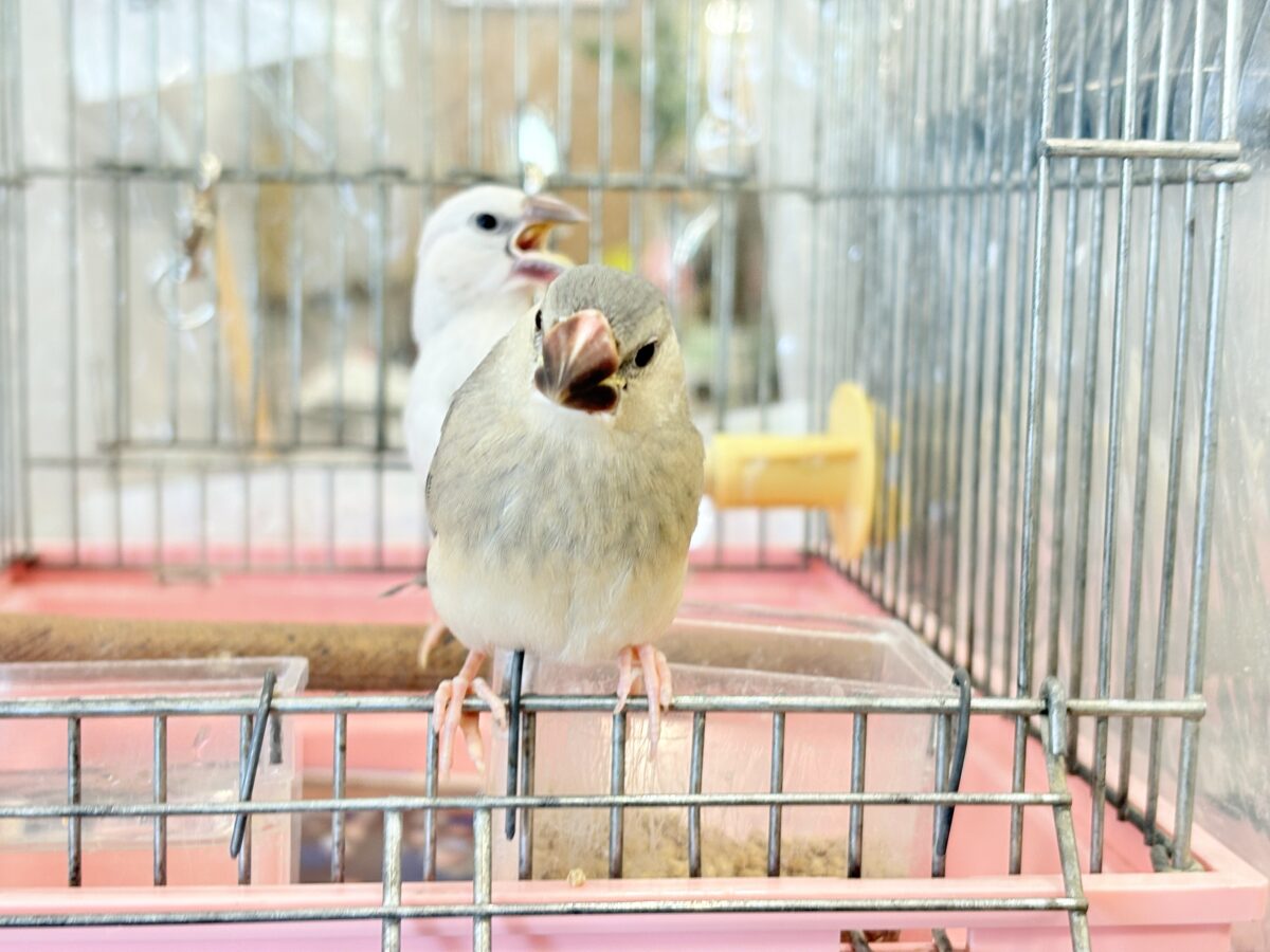 桜文鳥