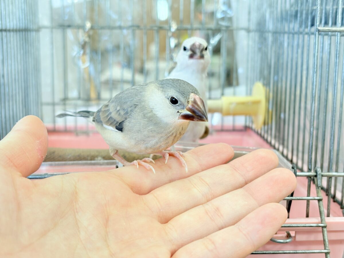【最新画像更新🪄ひとり餌になりました☆】きらきらおめめに映る世界🐣🫧桜文鳥 ヒナ 桜文鳥
