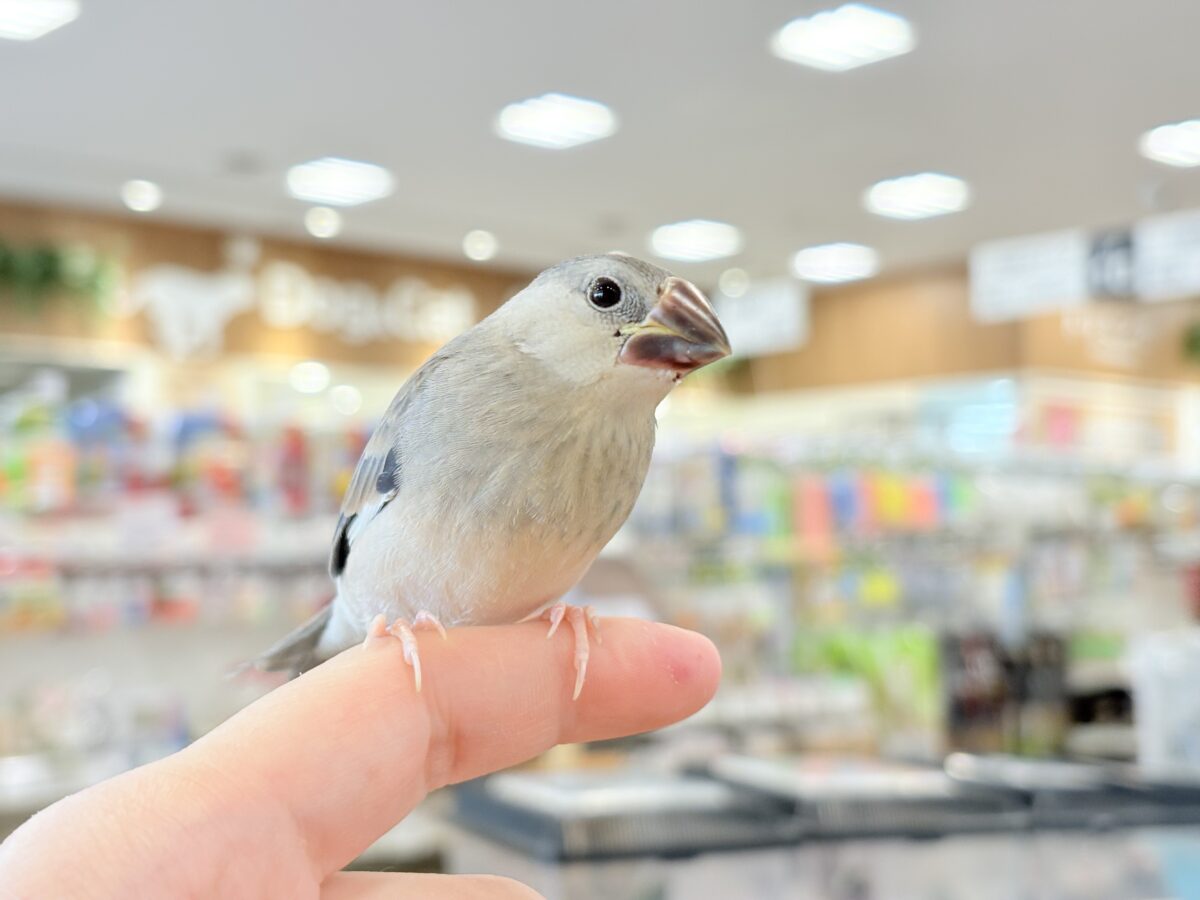 【最新画像更新🪄ひとり餌になりました☆】きらきらおめめに映る世界🐣🫧桜文鳥 ヒナ 桜文鳥