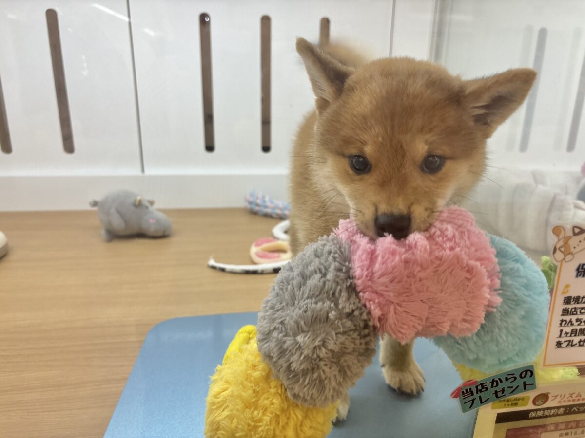 柴犬