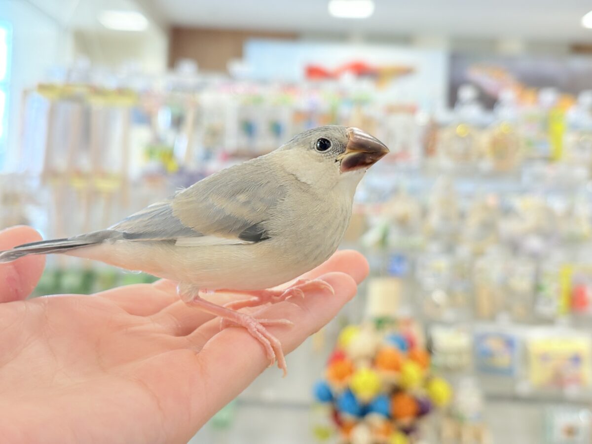 【最新画像更新🪄ひとり餌になりました☆】きらきらおめめに映る世界🐣🫧桜文鳥 ヒナ 桜文鳥