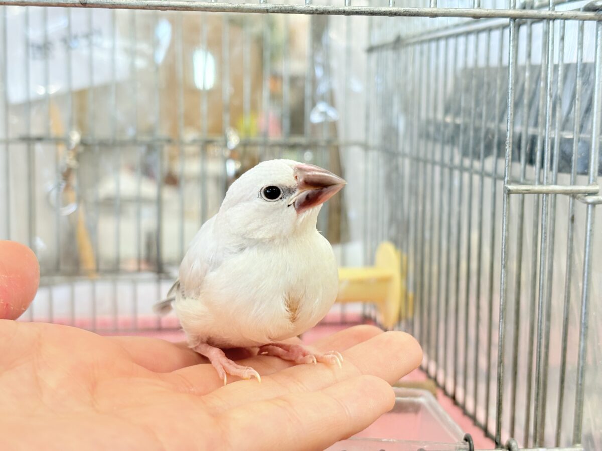 【最新画像更新🪄ひとり餌になりました☆】未来はゴージャス文鳥さっ🕊🩶シルバー文鳥 ヒナ シルバー文鳥