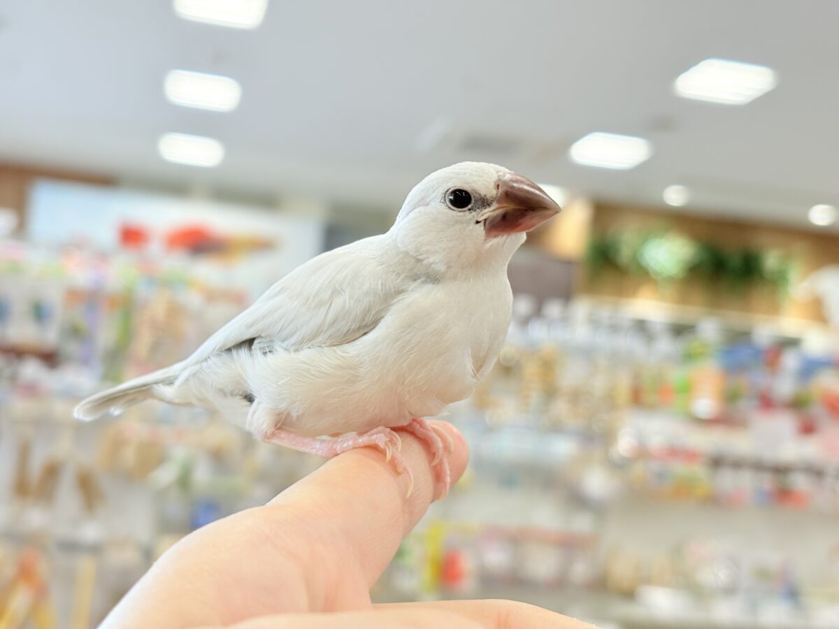 【最新画像更新🪄ひとり餌になりました☆】未来はゴージャス文鳥さっ🕊🩶シルバー文鳥 ヒナ シルバー文鳥