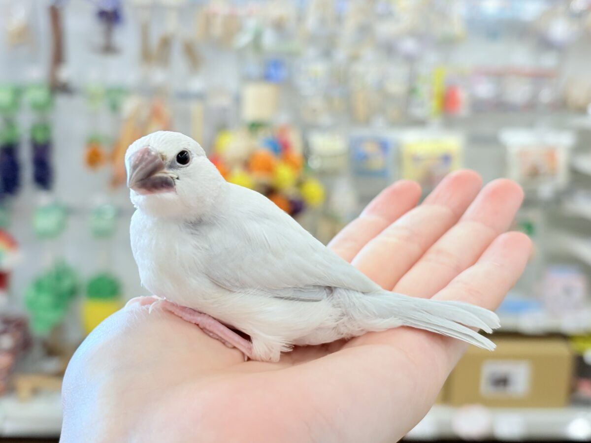 シルバー文鳥