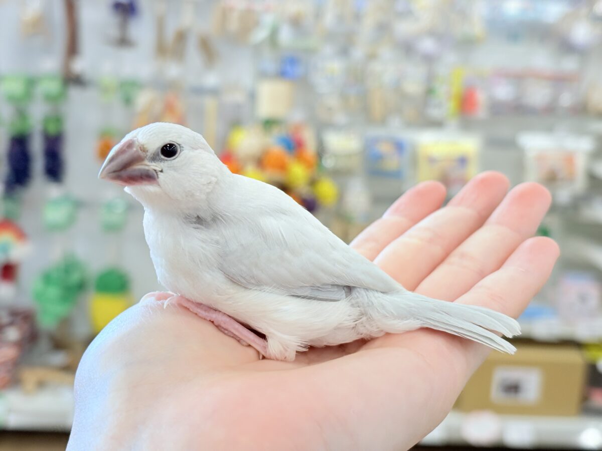 【最新画像更新🪄ひとり餌になりました☆】未来はゴージャス文鳥さっ🕊🩶シルバー文鳥 ヒナ シルバー文鳥