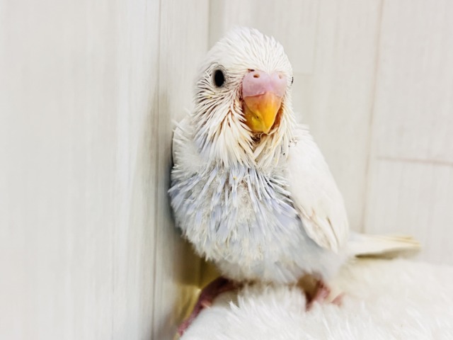 画像更新☆淡いブルーを抱えてるの🩵特別な1羽🎶セキセイインコのホワイトダブルファクターだよ🤍 セキセイインコ
