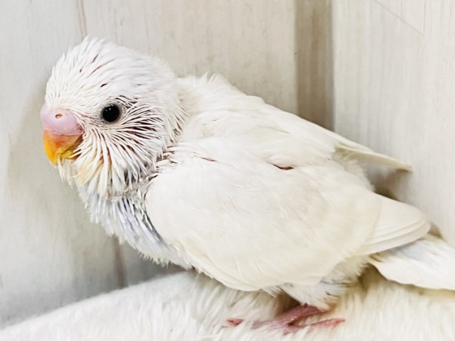 画像更新☆淡いブルーを抱えてるの🩵特別な1羽🎶セキセイインコのホワイトダブルファクターだよ🤍 セキセイインコ