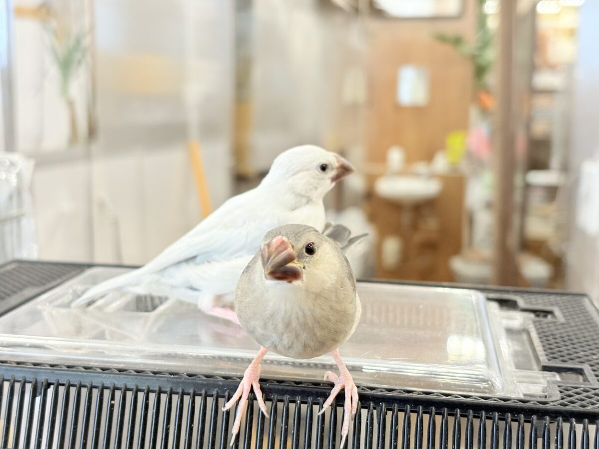 桜文鳥