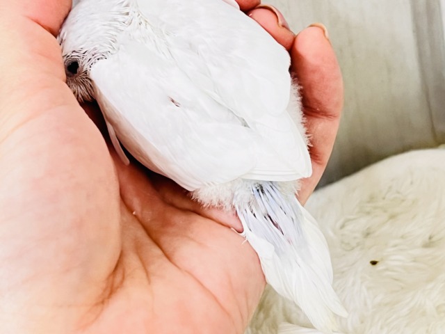 画像更新☆淡いブルーを抱えてるの🩵特別な1羽🎶セキセイインコのホワイトダブルファクターだよ🤍 セキセイインコ