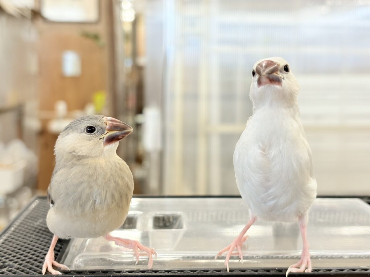 【最新画像更新🪄ひとり餌になりました☆】きらきらおめめに映る世界🐣🫧桜文鳥 ヒナ 桜文鳥