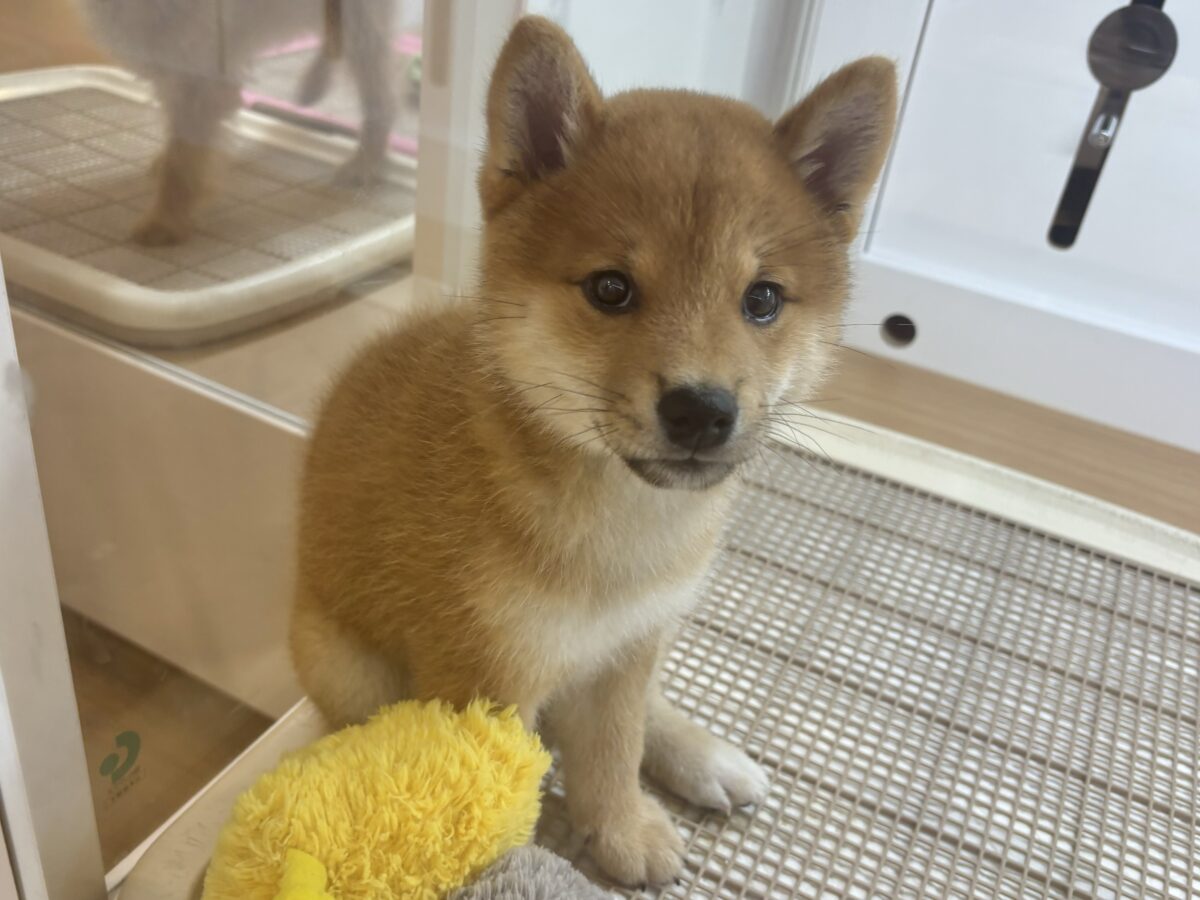 柴犬