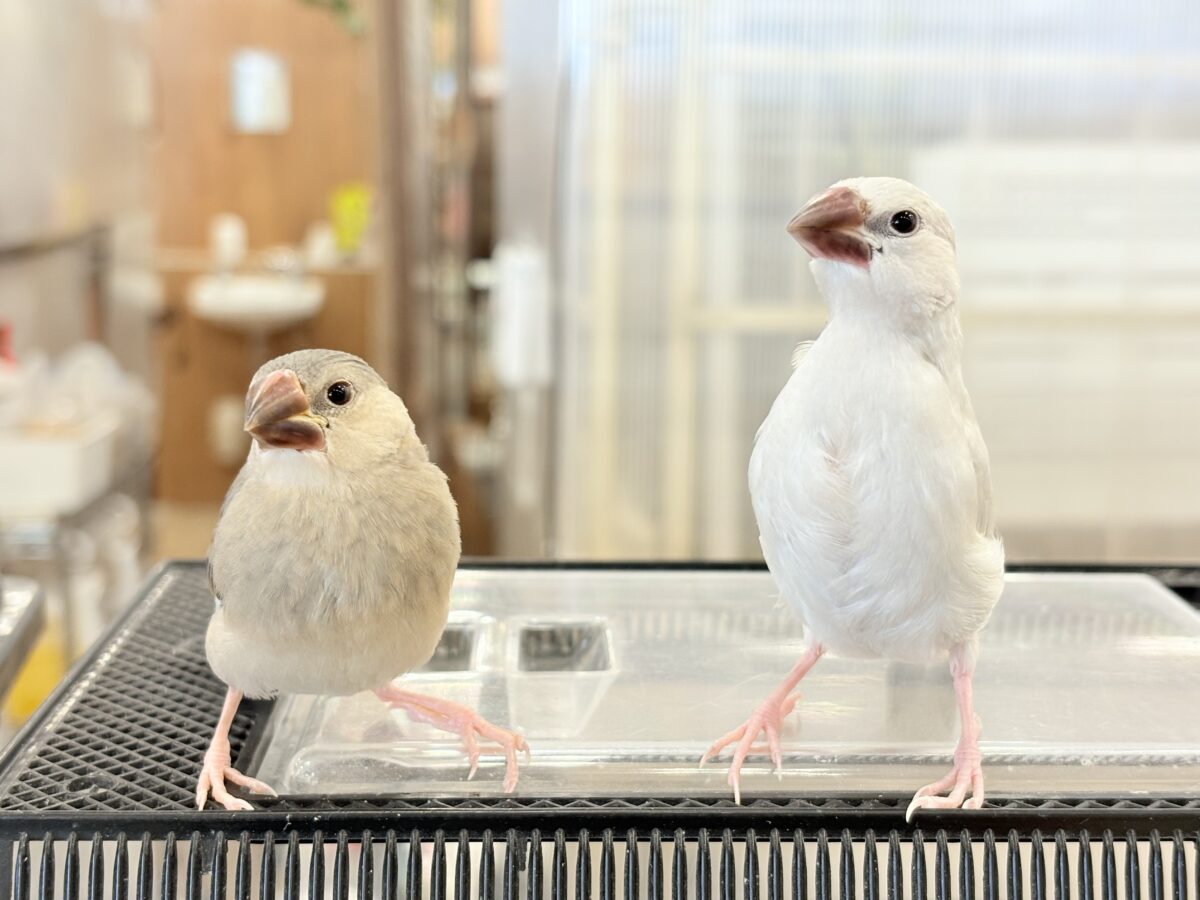 【最新画像更新🪄ひとり餌になりました☆】未来はゴージャス文鳥さっ🕊🩶シルバー文鳥 ヒナ シルバー文鳥