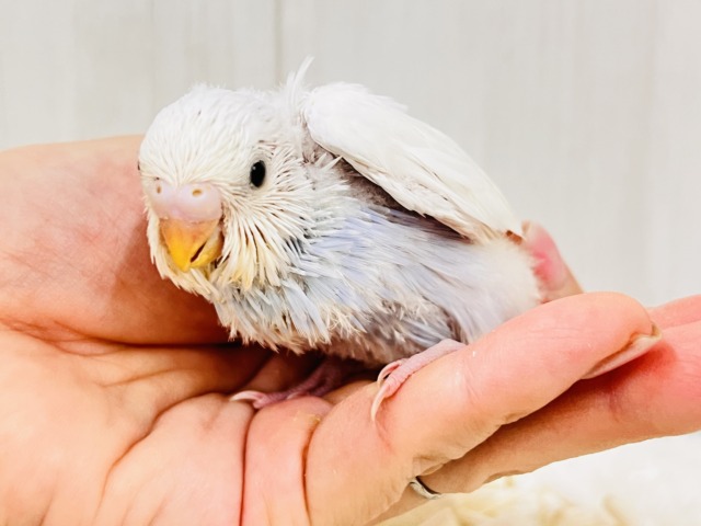 画像更新☆淡いブルーを抱えてるの🩵特別な1羽🎶セキセイインコのホワイトダブルファクターだよ🤍 セキセイインコ