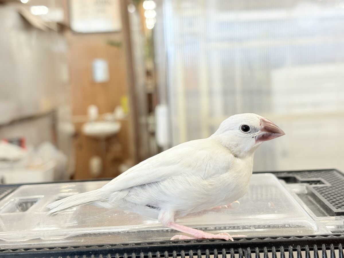 シルバー文鳥