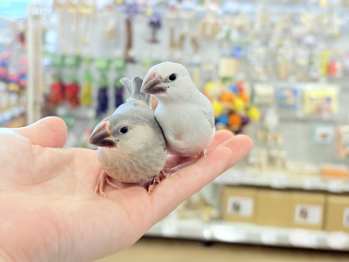 シルバー文鳥