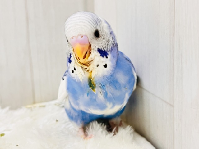 ぽてぽてっとむちコロッ💙セキセイインコのブルーパイドだよ☁️ セキセイインコ