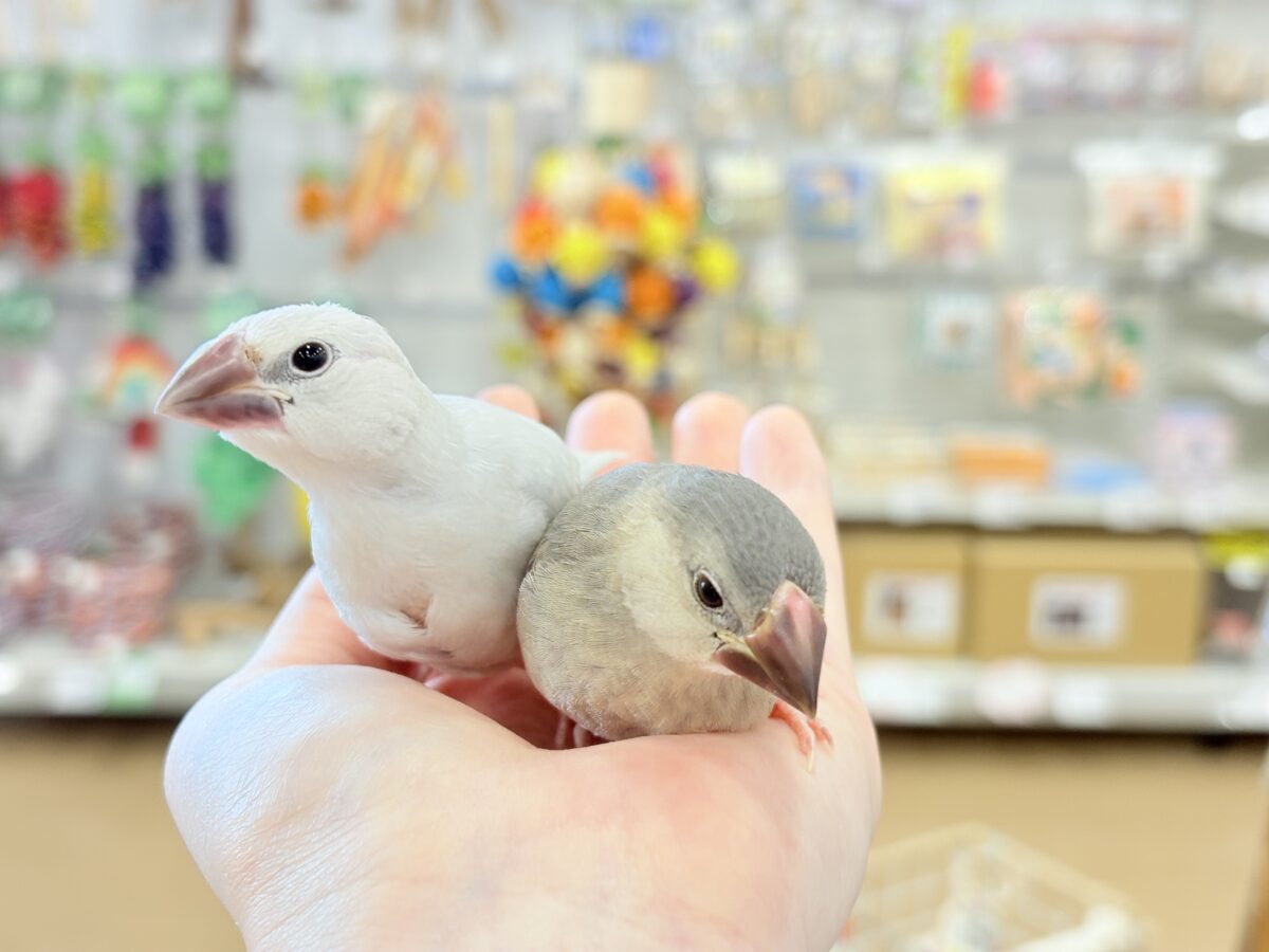 【最新画像更新🪄ひとり餌になりました☆】未来はゴージャス文鳥さっ🕊🩶シルバー文鳥 ヒナ シルバー文鳥