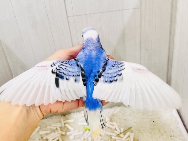ぽてぽてっとむちコロッ💙セキセイインコのブルーパイドだよ☁️ セキセイインコ