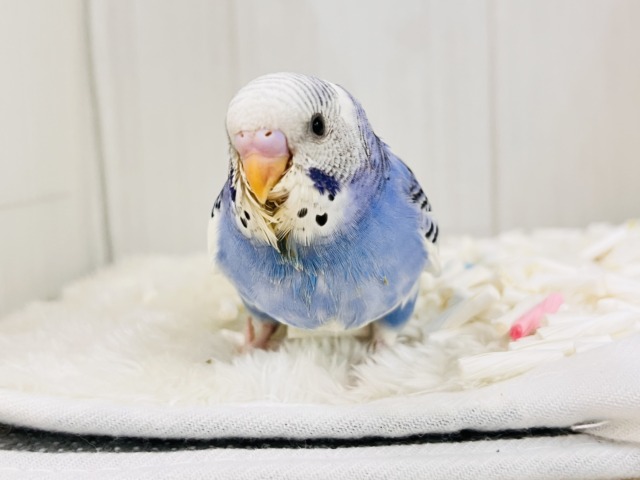 ぽてぽてっとむちコロッ💙セキセイインコのブルーパイドだよ☁️ セキセイインコ