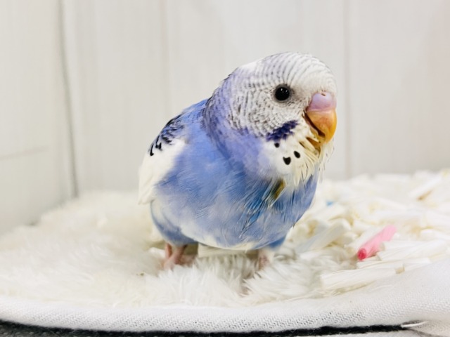 ぽてぽてっとむちコロッ💙セキセイインコのブルーパイドだよ☁️ セキセイインコ