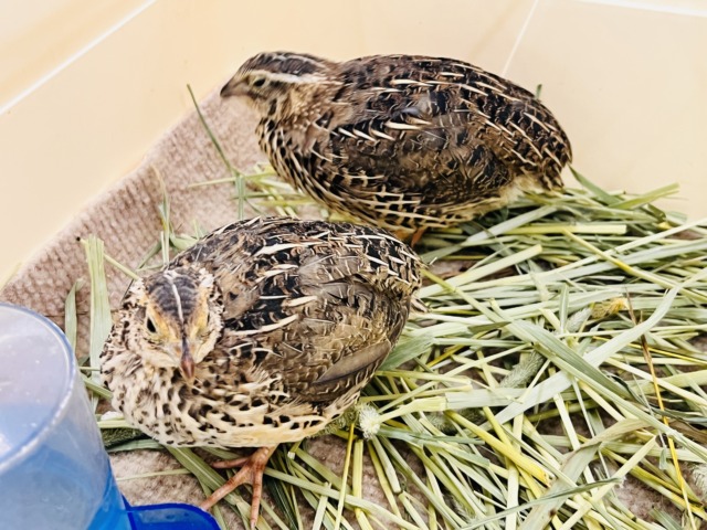 並ウズラ
