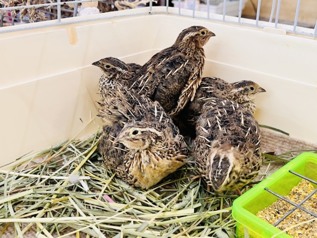 ほどよきサイズ〜♡並うずら入舎です! 並ウズラ