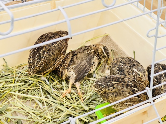ほどよきサイズ〜♡並うずら入舎です! 並ウズラ