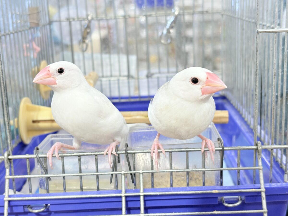 【最新画像更新🪄ひとり餌になりました☆】しろもちコンビ🐣🤍白文鳥 ヒナ 白文鳥