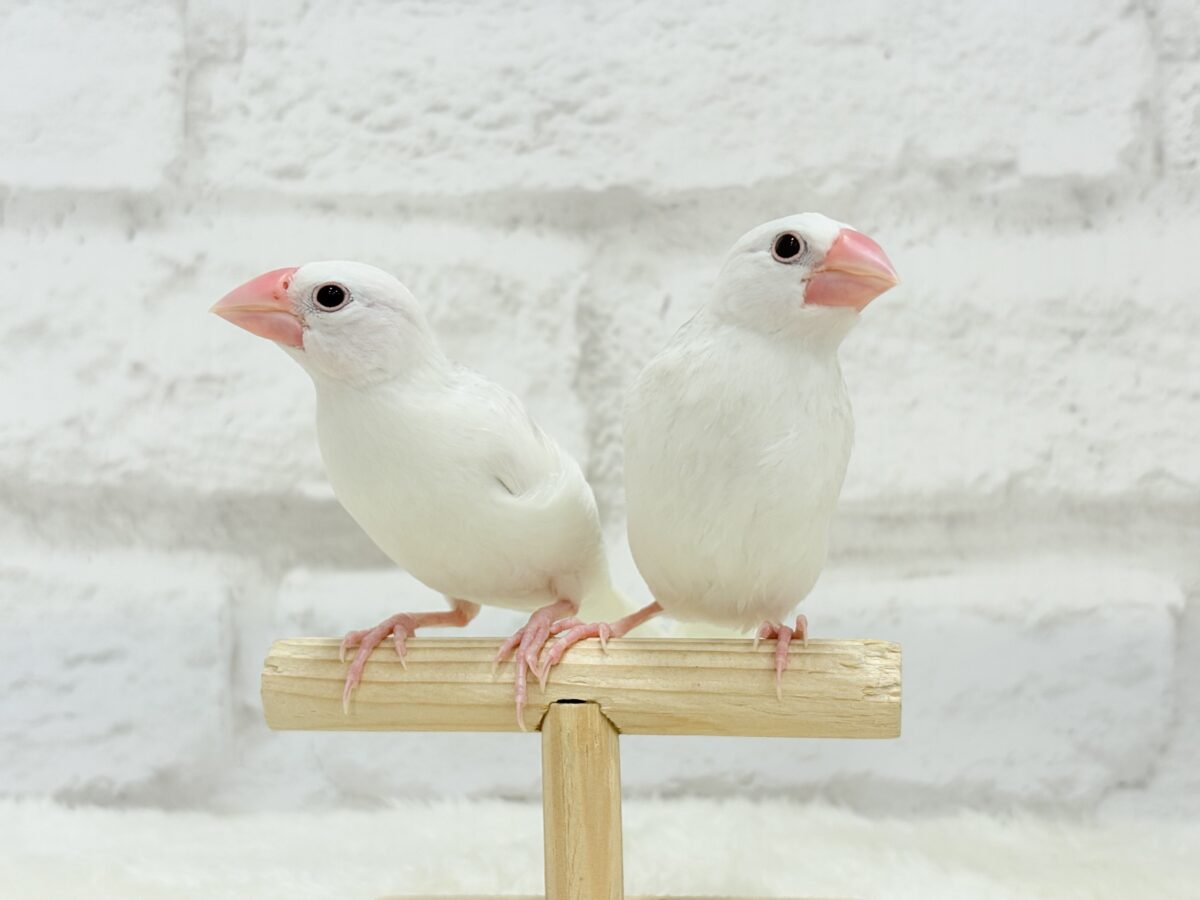 【最新画像更新🪄ひとり餌になりました☆】しろもちコンビ🐣🤍白文鳥 ヒナ 白文鳥