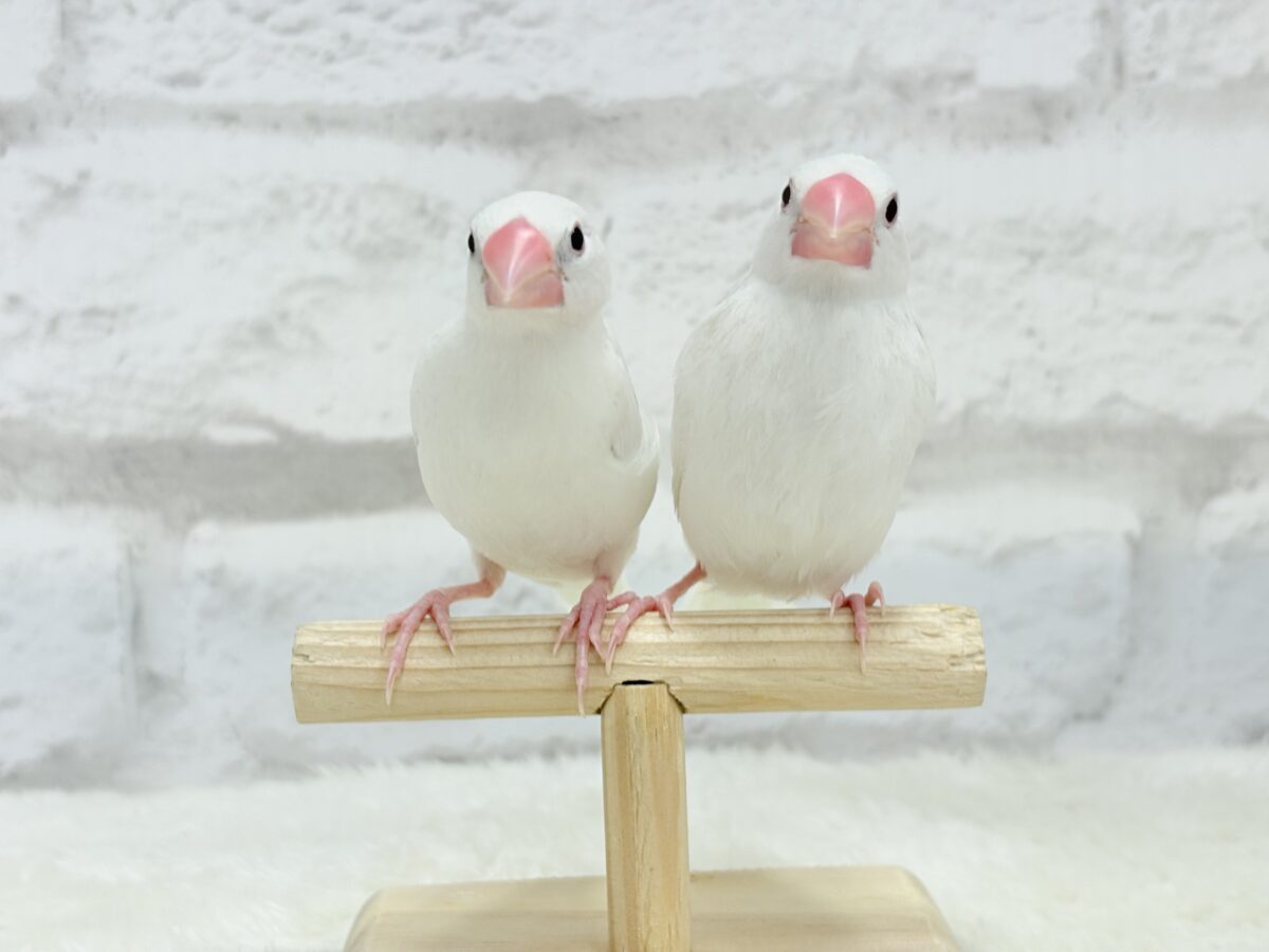 【最新画像更新🪄ひとり餌になりました☆】しろもちコンビ🐣🤍白文鳥 ヒナ 白文鳥