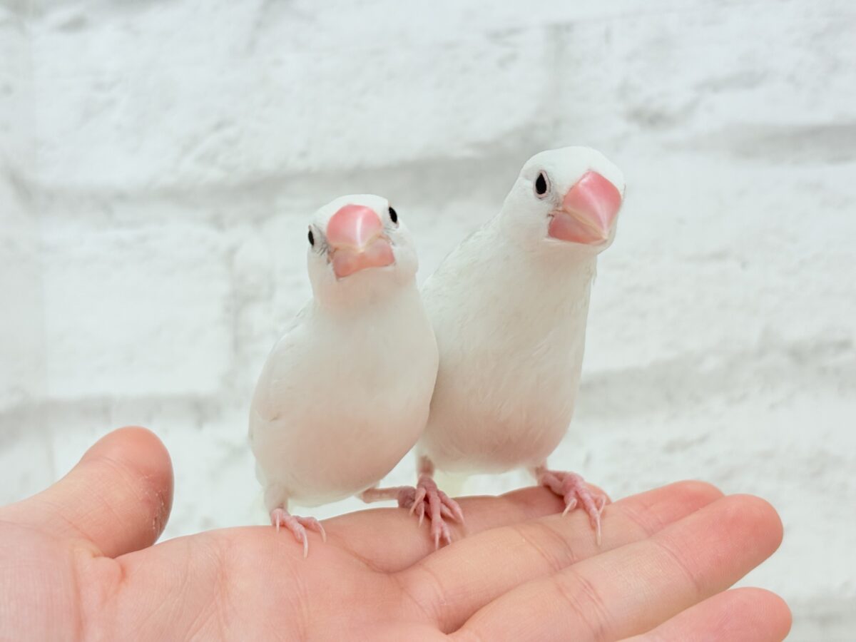 【最新画像更新🪄ひとり餌になりました☆】しろもちコンビ🐣🤍白文鳥 ヒナ 白文鳥