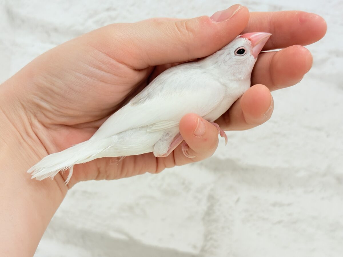 【最新画像更新🪄ひとり餌になりました☆】しろもちコンビ🐣🤍白文鳥 ヒナ 白文鳥