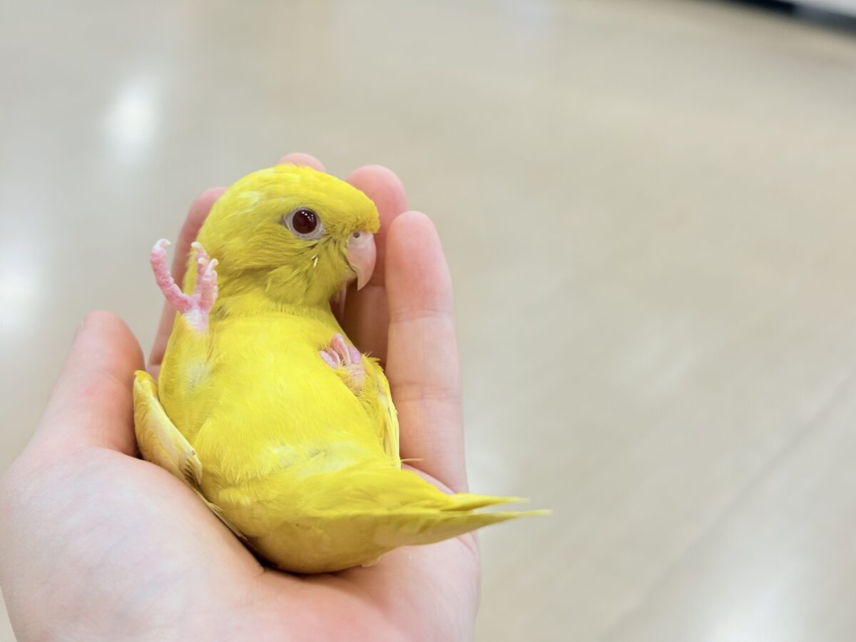 【最新画像更新🪄ひとり餌になりました☆】特徴的な歌声です~♩♩サザナミインコ(ルチノー) ヒナ サザナミインコ